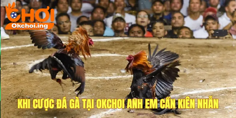 Chơi cược đá gà cần kiên nhẫn