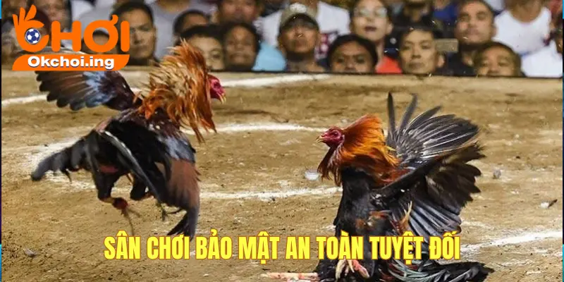 Đá Gà 3 đá gà Okchơi bảo mật