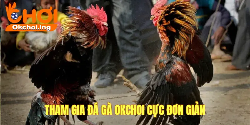 Đá Gà 1 Cách tham gia đá gà đơn giản