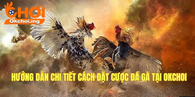 Hướng dẫn đặt cược đá gà chi tiết