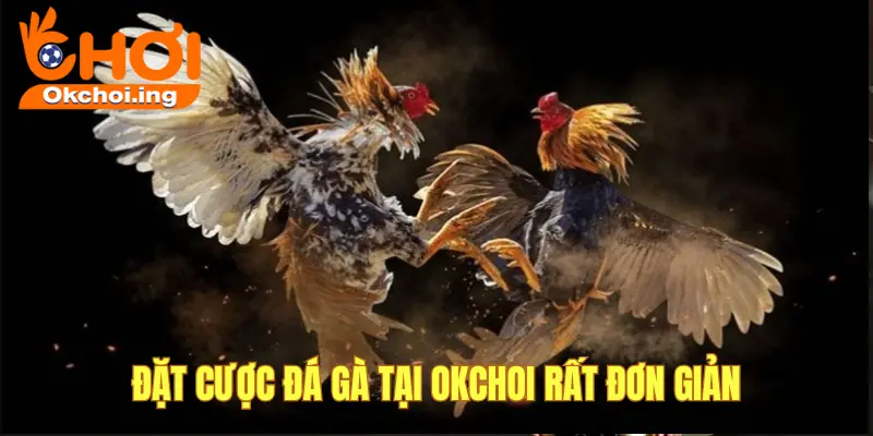 Hướng dẫn chơi đá gà OKCHOI
