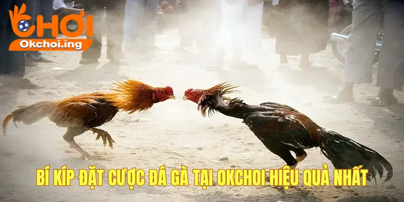 luat choi da ga meo chon ga