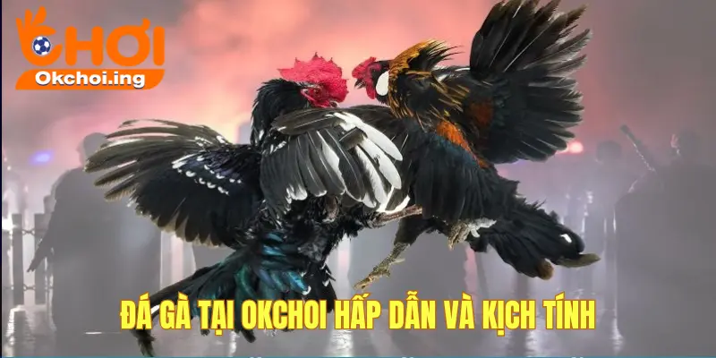 Ưu điểm khi chơi đá gà OKCHOI